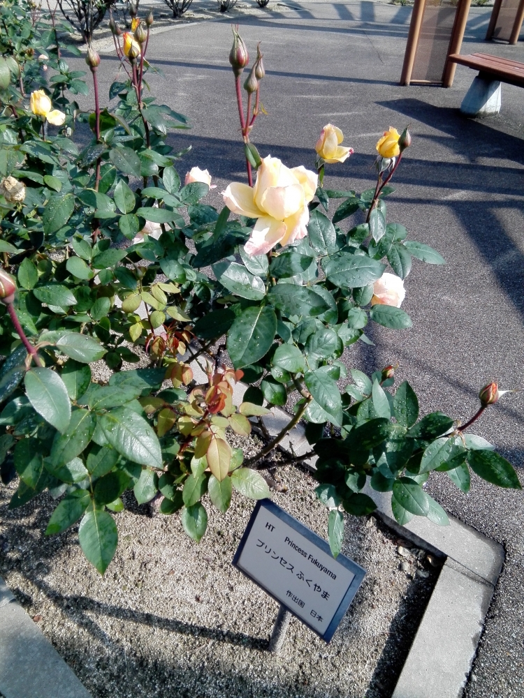 ばら公園へ行きました♪